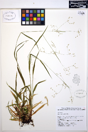  (Luzula fastigiata - MF148)  @11 [ ] CreativeCommons - Attribution Non-Commercial Share-Alike (2013) Unspecified UBC Herbarium