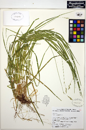 (Carex leptopoda - MF147)  @11 [ ] CreativeCommons - Attribution Non-Commercial Share-Alike (2013) Unspecified UBC Herbarium