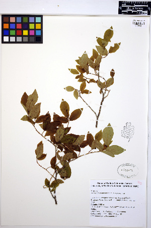  ( - MF255)  @11 [ ] CreativeCommons - Attribution Non-Commercial Share-Alike (2013) Unspecified UBC Herbarium