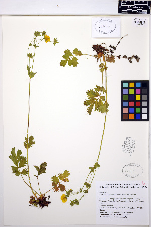  (Potentilla drummondii - MF218)  @11 [ ] CreativeCommons - Attribution Non-Commercial Share-Alike (2013) Unspecified UBC Herbarium