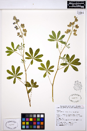  (Lupinus latifolius - MF205)  @11 [ ] CreativeCommons - Attribution Non-Commercial Share-Alike (2013) Unspecified UBC Herbarium