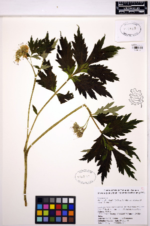  ( - MF203)  @11 [ ] CreativeCommons - Attribution Non-Commercial Share-Alike (2013) Unspecified UBC Herbarium