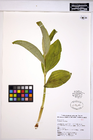  ( - MF272)  @11 [ ] CreativeCommons - Attribution Non-Commercial Share-Alike (2013) Unspecified UBC Herbarium