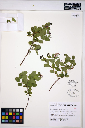  (Spiraea splendens - MF278)  @11 [ ] CreativeCommons - Attribution Non-Commercial Share-Alike (2013) Unspecified UBC Herbarium