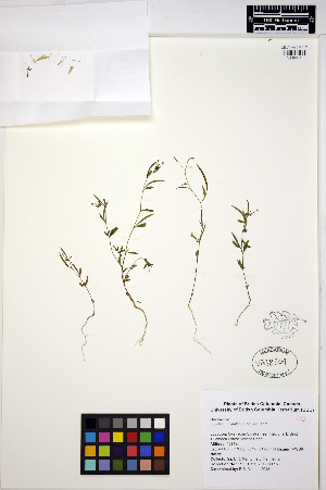  (Epilobium minutum - MF297)  @11 [ ] CreativeCommons - Attribution Non-Commercial Share-Alike (2013) Unspecified UBC Herbarium