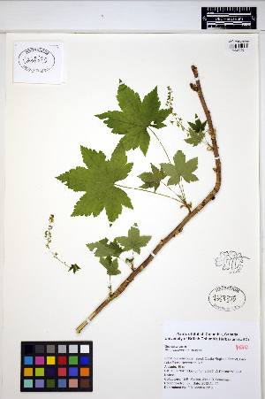  (Ribes bracteosum - MF_37)  @11 [ ] CreativeCommons - Attribution Non-Commercial Share-Alike (2013) Unspecified UBC Herbarium
