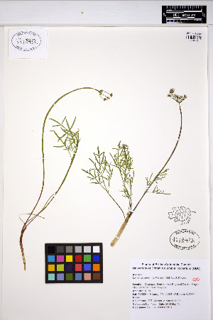  (Lomatium geyeri - ERM1290)  @11 [ ] CreativeCommons - Attribution Non-Commercial Share-Alike (2013) Unspecified UBC Herbarium