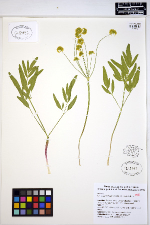  (Lomatium nudicaule - ERM1410)  @11 [ ] CreativeCommons - Attribution Non-Commercial Share-Alike (2013) Unspecified UBC Herbarium
