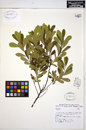  (Myrica gale - ERM790)  @11 [ ] CreativeCommons - Attribution Non-Commercial Share-Alike (2013) Unspecified UBC Herbarium