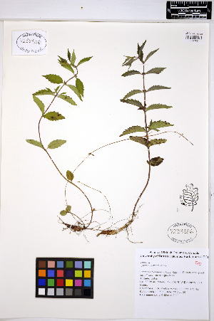  ( - ERM1698)  @11 [ ] CreativeCommons - Attribution Non-Commercial Share-Alike (2013) Unspecified UBC Herbarium