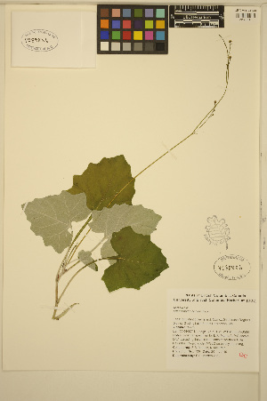  (Adenocaulon - ERM728)  @11 [ ] CreativeCommons - Attribution Non-Commercial Share-Alike (2013) Unspecified UBC Herbarium
