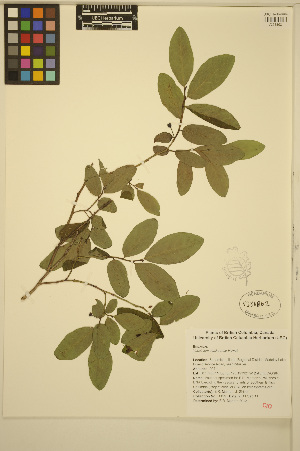  (Vaccinium alaskaense - ERM1129)  @11 [ ] CreativeCommons - Attribution Non-Commercial Share-Alike (2013) Unspecified UBC Herbarium