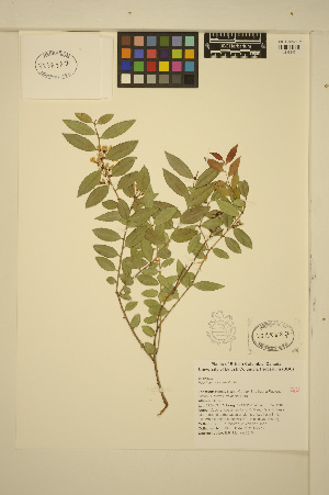  (Vaccinium ovatum - ERM1383)  @11 [ ] CreativeCommons - Attribution Non-Commercial Share-Alike (2013) Unspecified UBC Herbarium