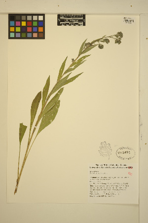  ( - ERM1444)  @11 [ ] CreativeCommons - Attribution Non-Commercial Share-Alike (2013) Unspecified UBC Herbarium