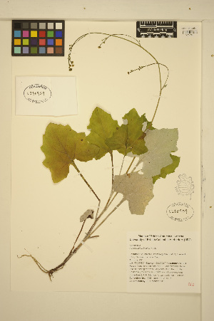 (Adenocaulon - ERM1645)  @11 [ ] CreativeCommons - Attribution Non-Commercial Share-Alike (2013) Unspecified UBC Herbarium