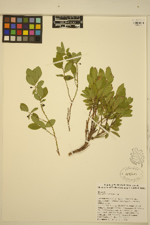  ( - FF71)  @11 [ ] CreativeCommons - Attribution Non-Commercial Share-Alike (2013) Unspecified UBC Herbarium