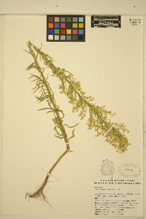  ( - ERM1071)  @11 [ ] CreativeCommons - Attribution Non-Commercial Share-Alike (2013) Unspecified UBC Herbarium