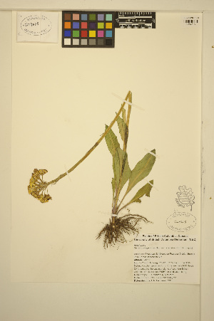  (Senecio integerrimus - ERM395)  @11 [ ] CreativeCommons - Attribution Non-Commercial Share-Alike (2013) Unspecified UBC Herbarium