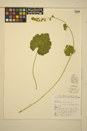  ( - MF345)  @11 [ ] CreativeCommons - Attribution Non-Commercial Share-Alike (2014) Unspecified UBC Herbarium