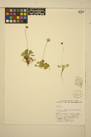  ( - ERM501)  @11 [ ] CreativeCommons - Attribution Non-Commercial Share-Alike (2014) Unspecified UBC Herbarium