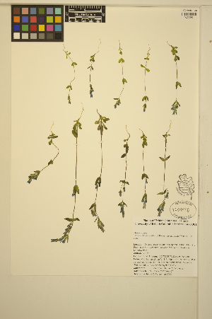  ( - FF59)  @11 [ ] CreativeCommons - Attribution Non-Commercial Share-Alike (2014) Unspecified UBC Herbarium