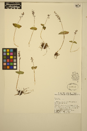  ( - MF67)  @11 [ ] CreativeCommons - Attribution Non-Commercial Share-Alike (2014) Unspecified UBC Herbarium