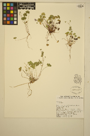  ( - MF70)  @11 [ ] CreativeCommons - Attribution Non-Commercial Share-Alike (2014) Unspecified UBC Herbarium