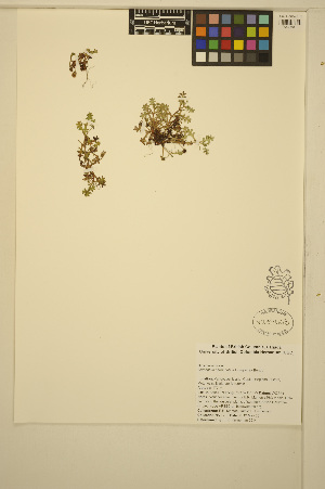  ( - MF72)  @11 [ ] CreativeCommons - Attribution Non-Commercial Share-Alike (2014) Unspecified UBC Herbarium