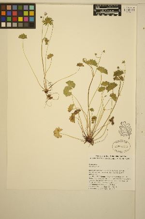  ( - ERM355)  @11 [ ] CreativeCommons - Attribution Non-Commercial Share-Alike (2014) Unspecified UBC Herbarium