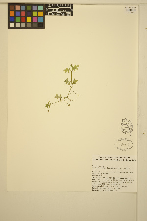  ( - ERM468)  @11 [ ] CreativeCommons - Attribution Non-Commercial Share-Alike (2014) Unspecified UBC Herbarium