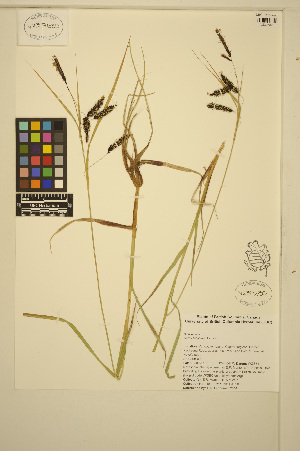  ( - ERM491)  @11 [ ] CreativeCommons - Attribution Non-Commercial Share-Alike (2014) Unspecified UBC Herbarium