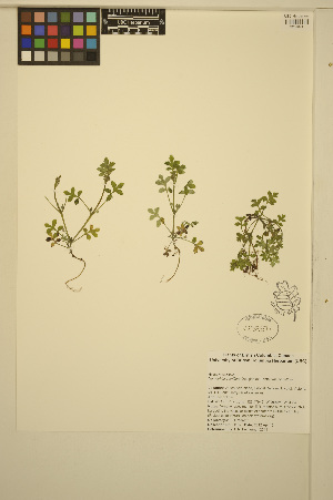  ( - ERM1167)  @11 [ ] CreativeCommons - Attribution Non-Commercial Share-Alike (2014) Unspecified UBC Herbarium