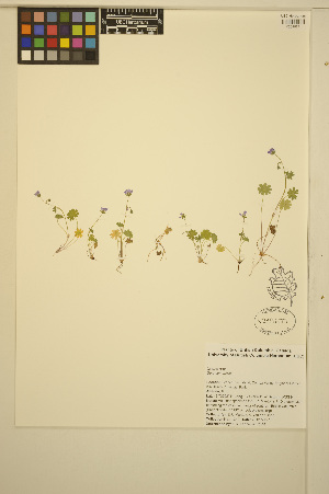  ( - ERM1342)  @11 [ ] CreativeCommons - Attribution Non-Commercial Share-Alike (2014) Unspecified UBC Herbarium