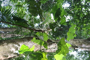  (Macaranga grandifolia - Fernando5061)  @11 [ ] Copyright  Edwino S. Fernando University of the Philippines Los Banos