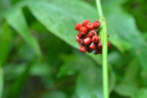  (Marantaceae - P_G007)  @11 [ ] Copyright  Pamela Reblora ASEAN Centre for Biodiversity