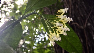  (Hoya multiflora - Fernando5027)  @11 [ ] Copyright  Edwino S. Fernando University of the Philippines Los Banos
