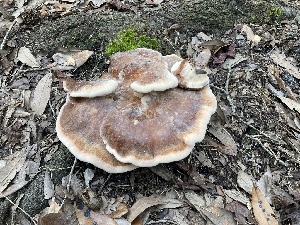  (Laetiporus persicinus - VSC-F0000114)  @11 [ ] by (2020) Emily Cantonwine Valdosta State University