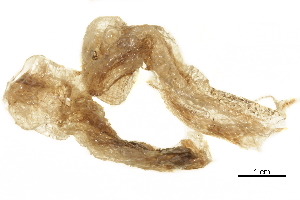  ( - BIOUG36187-D02)  @11 [ ] CreativeCommons - Attribution (2018) CBG Photography Group Centre for Biodiversity Genomics