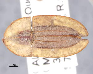  (Cossyphus moniliferus - CNCCOLVG00009316)  @11 [ ] Copyright (2017) Vasily Grebennikov CFIA