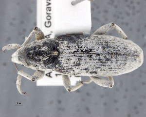  (Temnorhinus elongatus - CNCCOLVG00009689)  @11 [ ] Copyright (2017) Vasily Grebennikov CFIA