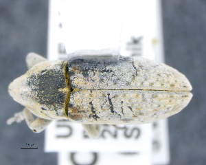  (Temnorhinus hololeucus - CNCCOLVG00010995)  @11 [ ] c (2020) Vasily Grebennikov CFIA