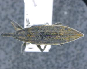  ( - CNCCOLVG00011049)  @11 [ ] c (2020) Vasily Grebennikov CFIA