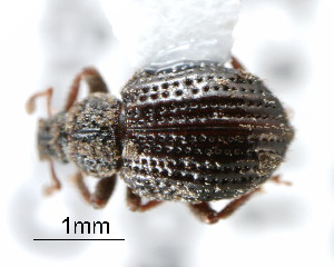  (Trachyphloeoides sordidus - CNCCOLVG00000819)  @13 [ ] Copyright (2010) Her Majesty the Queen in Right of Canada Canadian Food Inspection Agency