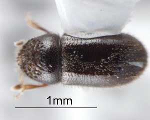  (Trypophloeus granulatus - CNCCOLVG00001312)  @13 [ ] Copyright (2011) Vasily Grebennikov CFIA