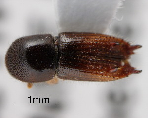  (Xyleborus ferox - CNCCOLVG00001383)  @11 [ ] Copyright (2011) Vasily Grebennikov CFIA