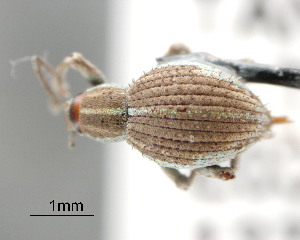 (Cadoderus - CNCCOLVG00001558)  @14 [ ] Copyright (2011) Vasily Grebennikov CFIA