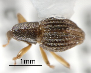  (Microxylobiini - CNCCOLVG00001632)  @14 [ ] Copyright (2011) Vasily Grebennikov CFIA