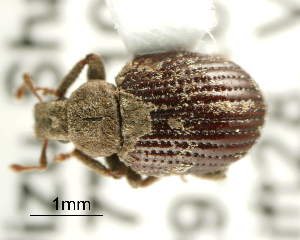  ( - CNCCOLVG00002605)  @11 [ ] Copyright (2011) Vasily Grebennikov CFIA