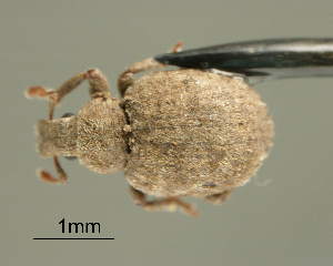  ( - CNCCOLVG00002606)  @11 [ ] Copyright (2011) Vasily Grebennikov CFIA