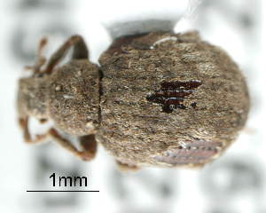  ( - CNCCOLVG00002630)  @12 [ ] Copyright (2011) Vasily Grebennikov CFIA